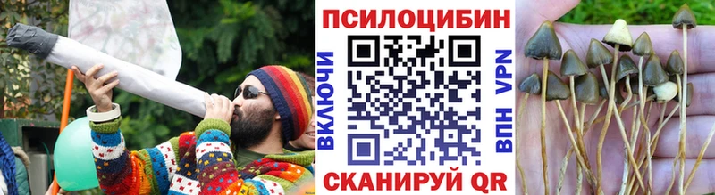 где купить наркоту  Георгиевск  Галлюциногенные грибы Cubensis 